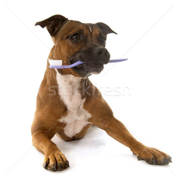staffordshire bull terrier and toothbrush Stock photo © cynoclub