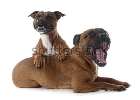 Dois jovem amigos estúdio cachorro masculino Foto stock © cynoclub