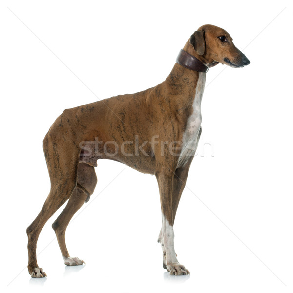 brown azawakh hound Stock photo © cynoclub