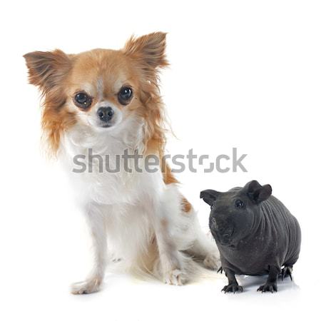 Foto stock: Jovem · gato · siamês · cão · animal · cachorro · gatinho