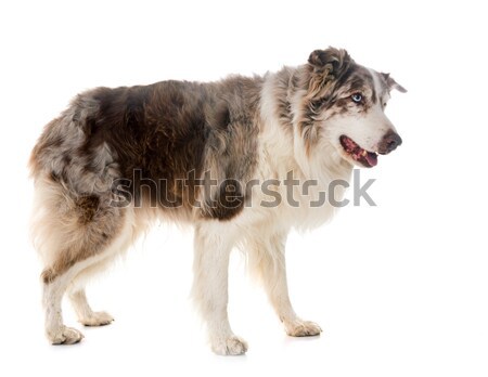 Velho yorkshire terrier cão senior animal de estimação Foto stock © cynoclub