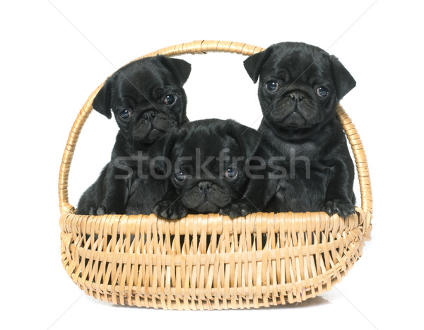 puppies black pug Stock photo © cynoclub