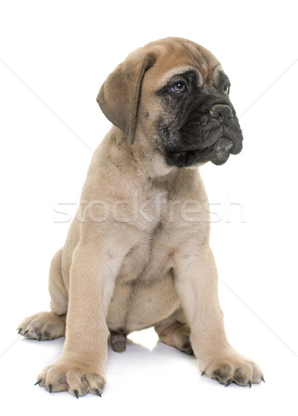 Foto stock: Cachorro · touro · mastim · branco · jovem · animal