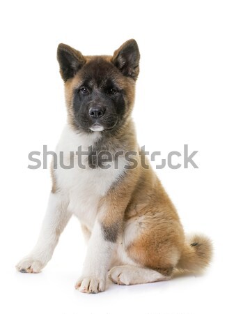 Cachorro americano perro jóvenes mascota cute Foto stock © cynoclub