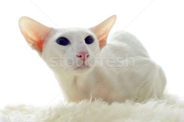 Witte kat portret ogen Blauw Stockfoto © cynoclub