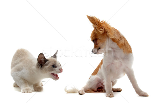 Agressief kat jonge siamese kat hond tanden Stockfoto © cynoclub