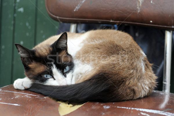 Gatto siamese bella vecchio sedia Foto d'archivio © cynoclub