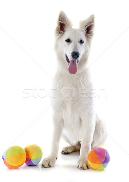 Swiss shepherd  Stock photo © cynoclub