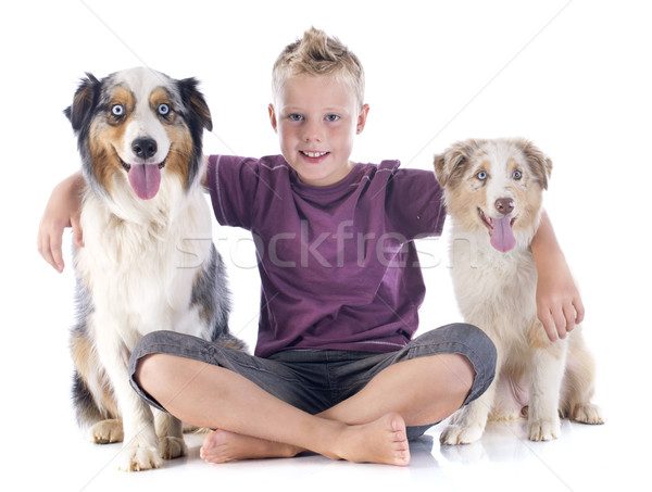 australian shepherds and boy Stock photo © cynoclub