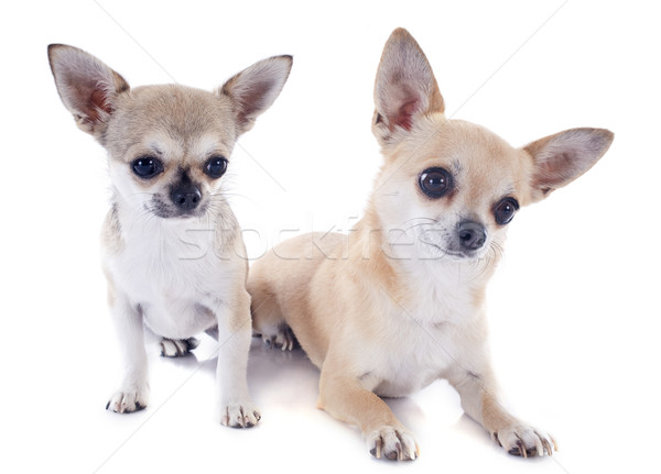 puppy and adult chihuahuas Stock photo © cynoclub