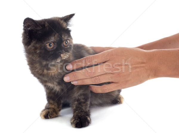 Exotischen Kurzhaar Kätzchen weiß Frau Katze Stock foto © cynoclub