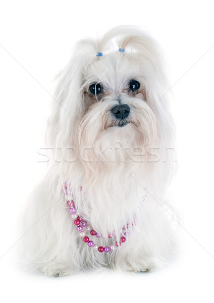 maltese dog Stock photo © cynoclub
