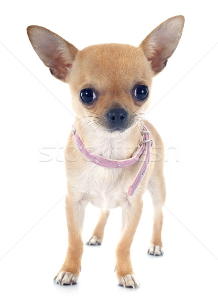 puppy chihuahua Stock photo © cynoclub