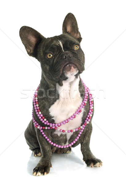 french bulldog  Stock photo © cynoclub