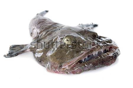 monkfish Stock photo © cynoclub