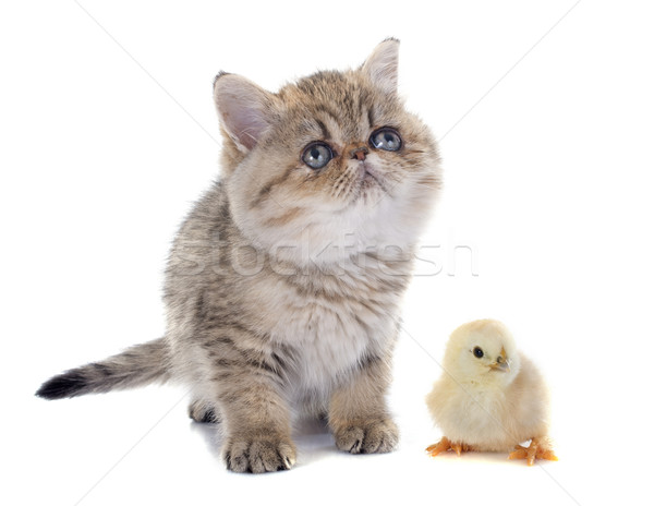 Stock photo: persian kitten and chick