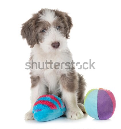 Americano cachorro branco cão brinquedo jogar Foto stock © cynoclub