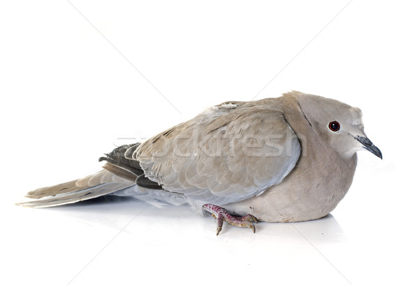 Eurasian collared dove Stock photo © cynoclub