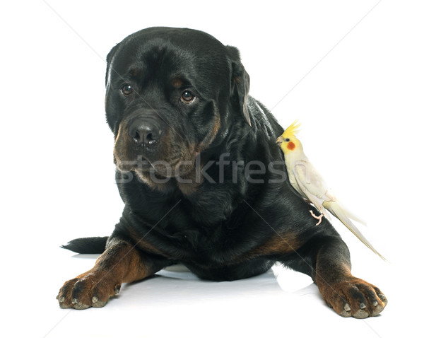 Masculina rottweiler aves animales estudio Foto stock © cynoclub