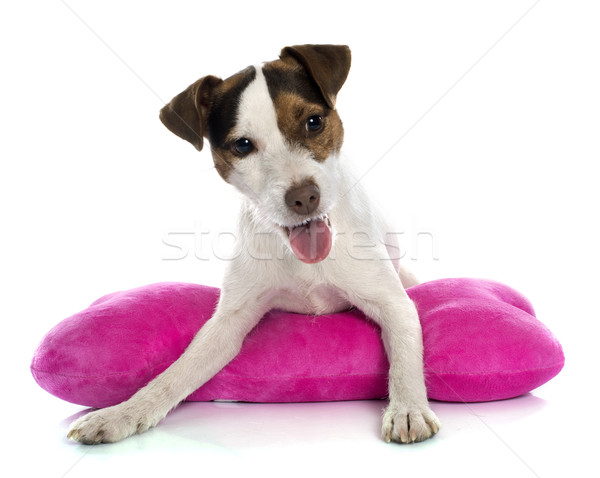 jack russel terrier Stock photo © cynoclub