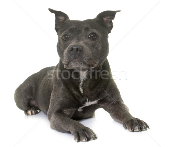 staffordshire bull terrier Stock photo © cynoclub