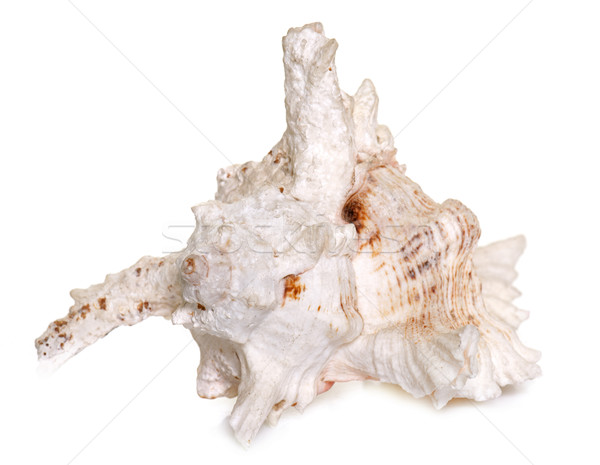 Kabuklu deniz hayvanı stüdyo güzel beyaz doğa kabuk Stok fotoğraf © cynoclub