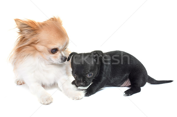 puppy and adult chihuahua Stock photo © cynoclub