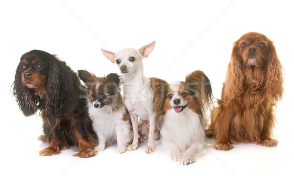 ストックフォト: グループ · 犬 · 白 · 犬 · 動物