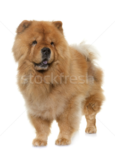 chow chow in studio Stock photo © cynoclub