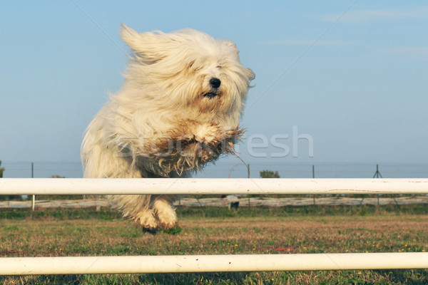 jumping dog Stock photo © cynoclub