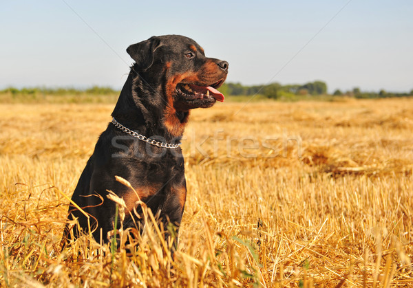 Zdjęcia stock: Rottweiler · dziedzinie · portret · łące · pszenicy