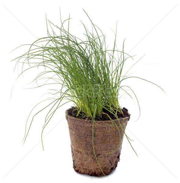 Stock photo: Chives