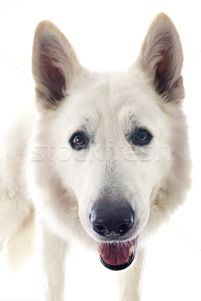 Swiss shepherd  Stock photo © cynoclub