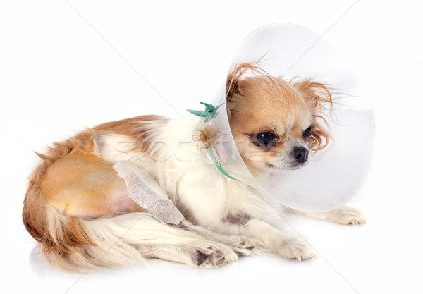 Operatie jonge studio hond dier verdriet Stockfoto © cynoclub