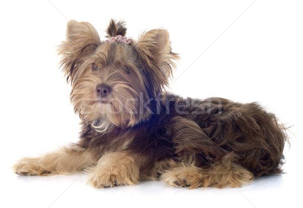 Stockfoto: Chocolade · yorkshire · terriër · witte · hond