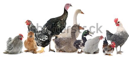 Groep gevogelte witte voedsel boerderij dier Stockfoto © cynoclub