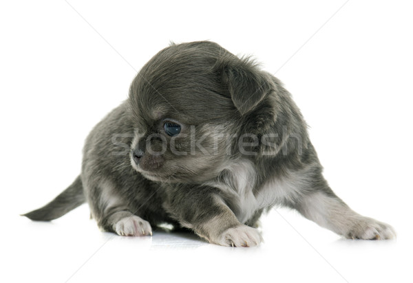puppy longhair chihuahua Stock photo © cynoclub