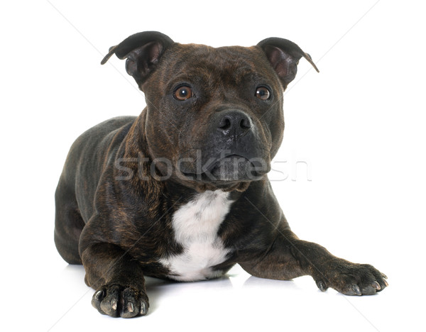 Stock photo: stafforshire bull terrier