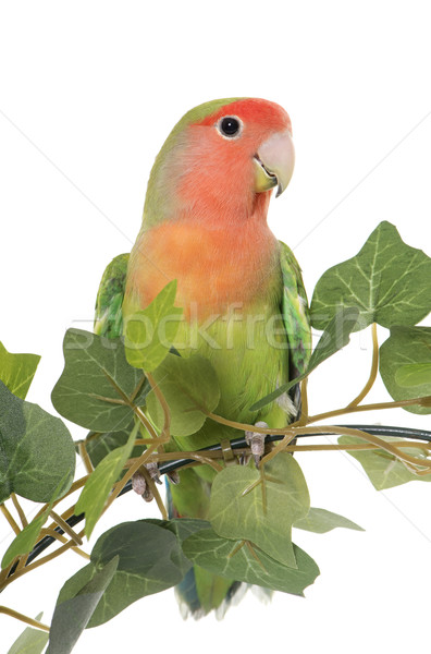 lovebird perching on leaf Stock photo © cynoclub