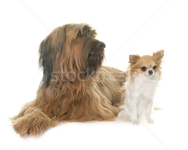 Briard and chihuahua Stock photo © cynoclub