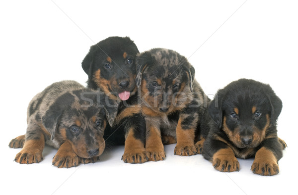 beauceron puppies in studio Stock photo © cynoclub