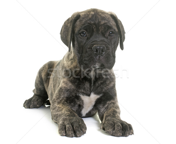 Cachorro touro mastim branco jovem animal Foto stock © cynoclub