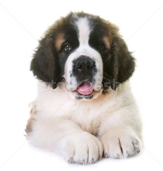 [[stock_photo]]: Chiot · saint · triste · dormir · animal · isolé