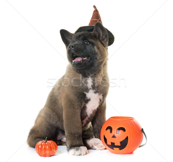 puppy american akita and halloween Stock photo © cynoclub