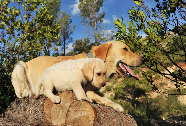 Labrador kutyakölyök felnőtt fajtiszta labrador retriever fa Stock fotó © cynoclub