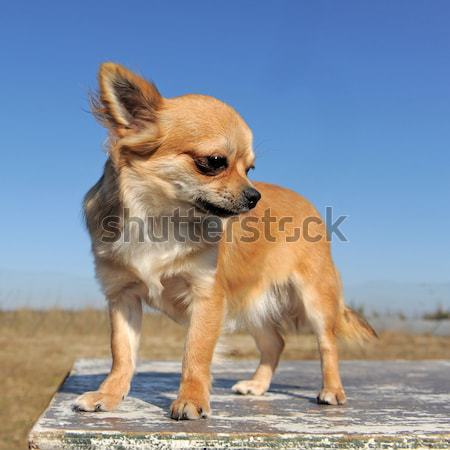 Stock photo: puppy chihuahua