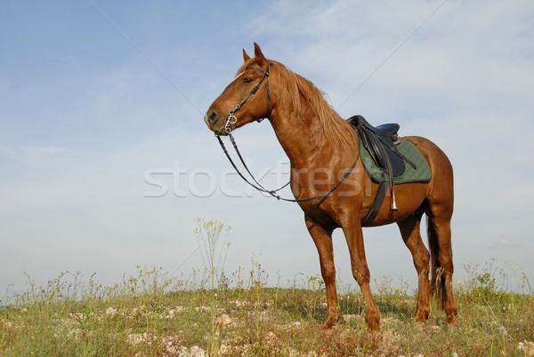 [[stock_photo]]: Brun · étalon · portrait · belle · attentif · domaine