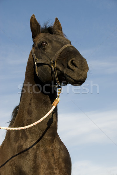 Foto stock: Preto · beleza · retrato · garanhão · blue · sky · céu