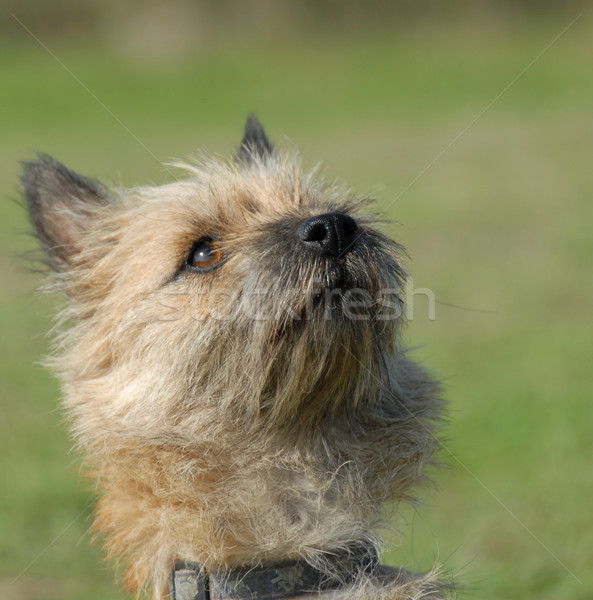 Reinrassig terrier Porträt Hund Kopf schönen Stock foto © cynoclub