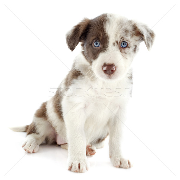 puppy border collie Stock photo © cynoclub